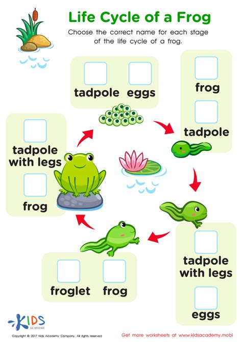 frog life cycle worksheet pdf free